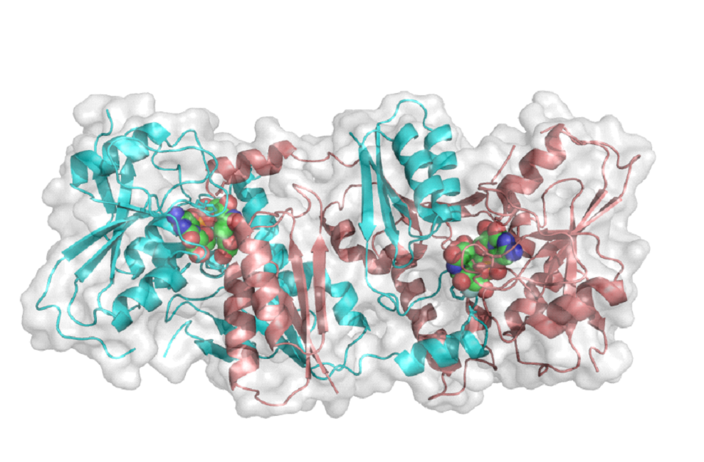 PThe first GT-52 sialyltransferase structure