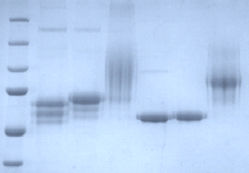 Polysialyation of proteins to improve serum half-life.