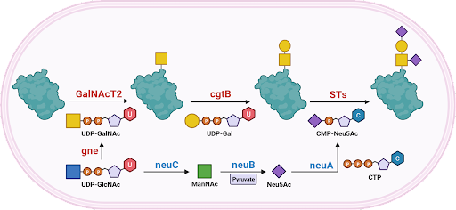 Synthetic biology to make therapeutic proteins – with human glycans!