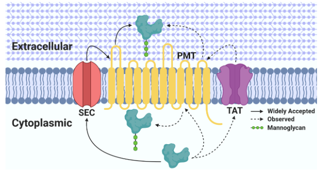 The Problem with Protein Mannosylation in Actinobacteria.